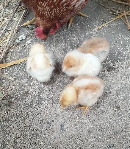 White Wood Tatil Evi *